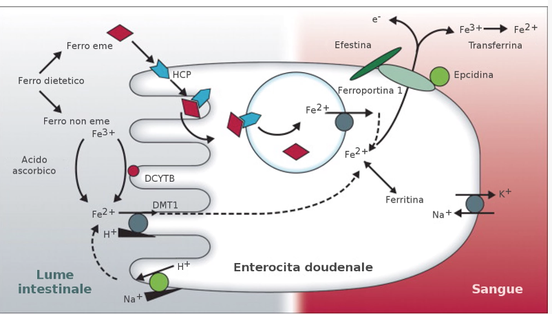 Metabolismo Ferro Descrizione