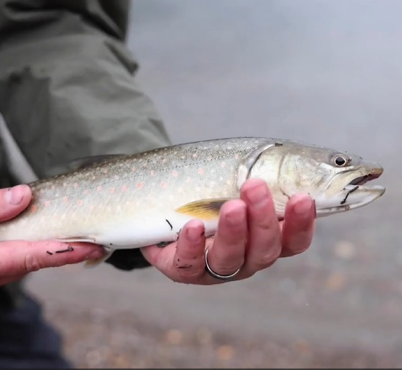 Icelandic Arctic Char